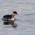 Grèbe à cou noir (Étang de Berre)