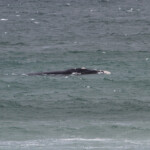 Baleine franche australe - Hermanus