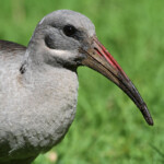 Ibis hagedash - Kirstenbosch
