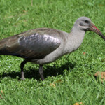 Ibis hagedash - Kirstenbosch