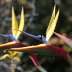 Kirstenbosch Svg+xml,%3Csvg%20xmlns%3D%22http%3A%2F%2Fwww.w3