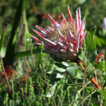 Protea - Kirstenbosch