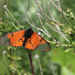 Papillon dans les jardins du Kirstenbosch
