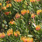 Kirstenbosch Svg+xml,%3Csvg%20xmlns%3D%22http%3A%2F%2Fwww.w3