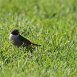 Swe waxbill - Astrild à joues noires - Kirstenbosch