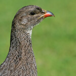 Francolin criard - Kirstenbosch