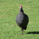 Pintade de Numidie - Kirstenbosch