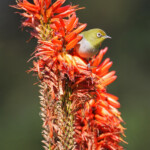 Zostérops du Cap- Kirstenbosch