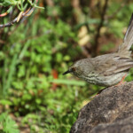 Prinia du Karoo - Kirstenbosch