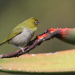 Zostérops du CapSouimanga - Kirstenbosch