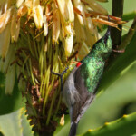 Souimanga chalybée- Kirstenbosch