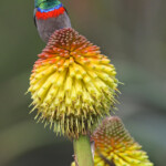 Souimanga chalybée- Kirstenbosch