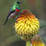 Souimanga chalybée- Kirstenbosch