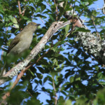 Bulbul importun- Kirstenbosch