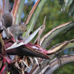 Écureuil gris - Kirstenbosch