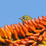 Zostérops du Cap - Kirstenbosch