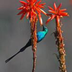 Souimanga malachite - Kirstenbosch