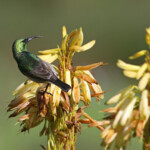 Souimanga chalybée - Kirstenbosch