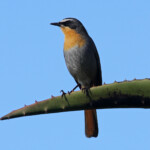 Cossyphe du Cap - Kirstenbosch