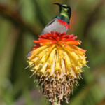 Souimanga chalybée - Kirstenbosch