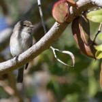 Gobemouche sombre - Kirstenbosch