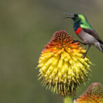 Souimanga chalybée - Kirstenbosch garden