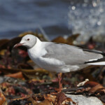 Mouette à tête grise