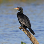 Cormoran africain