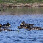 Canard à bec jaune