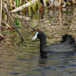 Foulque à crête