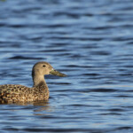 Canard de Smith - Afrique du Sud