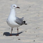 Mouette de Hartlaub - Le Cap