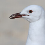 Mouette de Hartlaub - Le Cap