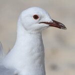 Mouette de Hartlaub - Le Cap