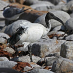 Ibis sacré