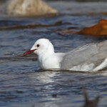 Mouette de Hartlaub