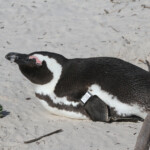 Manchot du Cap - Boulders rock