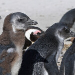 Manchot du Cap - Boulders rock
