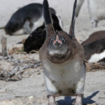 Manchot du Cap - Boulders rock
