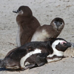 Manchot du Cap - Boulders rock