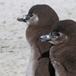 Manchot du Cap - Boulders rock