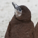 Manchot du Cap - Boulders rock