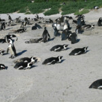 Manchot du Cap - Boulders rock