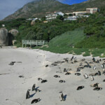 Manchot du Cap - Boulders rock