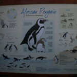 Manchot du Cap - Boulders rock