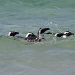Manchot du Cap - Boulders rock