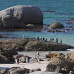 Manchot du Cap - Boulders rock