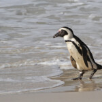 Manchot du Cap - Boulders rock
