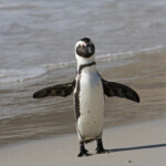Manchot du Cap - Boulders rock