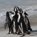 Manchot du Cap - Boulders rock